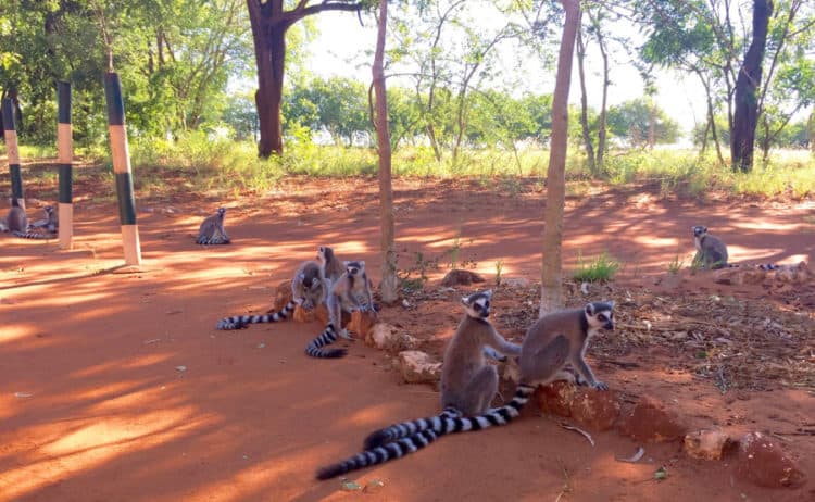 Ring-Tail-Lemurs-Berenty-Reserve_4266-1-750×462